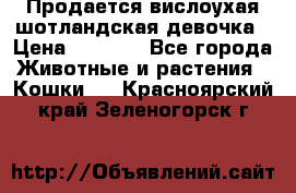 Продается вислоухая шотландская девочка › Цена ­ 8 500 - Все города Животные и растения » Кошки   . Красноярский край,Зеленогорск г.